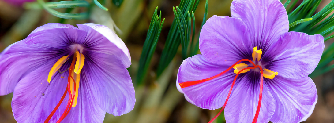bg-banner